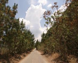 Urge proteger bosques tropicales, ya que son los que mejor se adaptarían al cambio climático; señalan especialistas de la UdeG