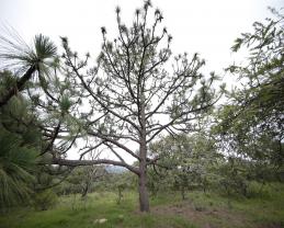 Invitan expertos de la UdeG a reforestar la ciudad de manera responsable