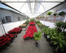 El Patio Vivero Boutique del CCU oferta gran variedad de plantas a precios accesibles