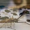 Sigue abierta la convocatoria para registrarse a la XXVIII Olimpiada Estatal de Biología